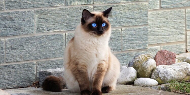 De Beste Huiskatten voor Allergielijders: Geniet van Gezelschap Zonder Niesbuien