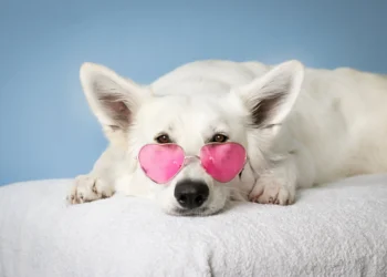 Witte hond met roze zonnebril