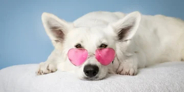 Witte hond met roze zonnebril