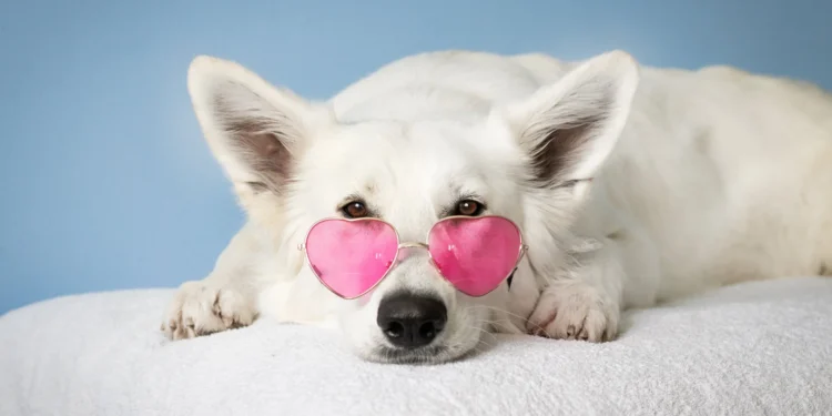 Witte hond met roze zonnebril