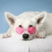 Witte hond met roze zonnebril